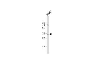 Anti-LYL1 Antibody (C-Term) at 1:2000 dilution + K562 whole cell lysate Lysates/proteins at 20 μg per lane. (LYL1 antibody  (AA 212-244))
