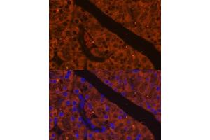 Immunofluorescence analysis of mouse pancreas using CELA antibody (ABIN7266397) at dilution of 1:100. (CELA2A antibody  (AA 80-150))