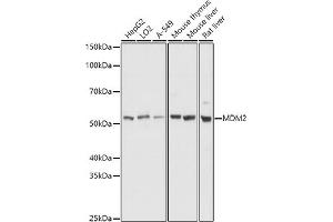 Western blot analysis of extracts of various cell lines, using MDM2 antibody (ABIN6133186, ABIN6143671, ABIN6143672 and ABIN6217278) at 1:1000 dilution. (MDM2 antibody  (AA 200-430))
