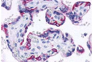 Immunohistochemistry (Formalin/PFA-fixed paraffin-embedded sections) of human placenta tissue with GPBAR1 polyclonal antibody . (GPBAR1 antibody  (C-Term))