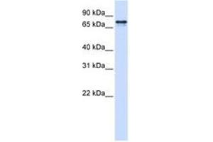 Image no. 1 for anti-Signal Recognition Particle 68kDa (SRP68) (AA 36-85) antibody (ABIN6740693) (SRP68 antibody  (AA 36-85))