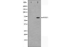 Western blot analysis on LOVO cell lysate using FOXJ1 Antibody,The lane on the left is treated with the antigen-specific peptide. (FOXJ1 antibody  (Internal Region))