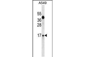 IGF1 Antibody (C-term) (ABIN658020 and ABIN2837861) western blot analysis in A549 cell line lysates (35 μg/lane). (IGF1 antibody  (C-Term))