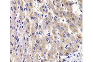 Immunohistochemistry of paraffin-embedded Rat liver using RPL14 Polyclonal Antibody at dilution of 1:100 (40x lens). (RPL14 antibody)