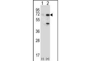 Western blot analysis of USP2 (arrow) using rabbit polyclonal USP2 Antibody (T22) (ABIN388877 and ABIN2839170). (USP2 antibody  (N-Term))