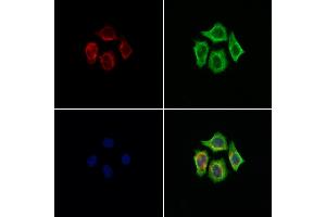 ABIN7094453 and ABIN7098501 staining Hela cells by IF/ICC.