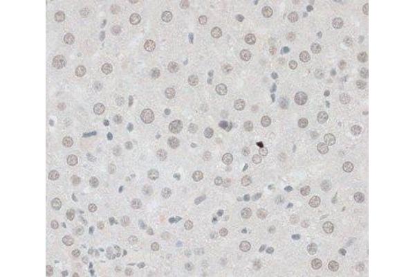 ZNF148 antibody