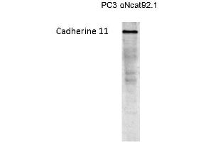 Western blot on a lysate of Cadherin 11 transfected PC3 cells (OB Cadherin antibody)