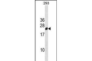 RGS13 Antibody (Center) (ABIN1881748 and ABIN2838418) western blot analysis in 293 cell line lysates (35 μg/lane).