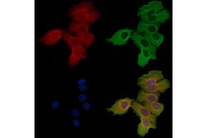 ABIN6256882 and ABIN6274575 staining Hela cells by IF/ICC. (Serotonin Receptor 4 antibody  (C-Term))