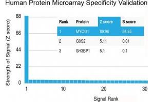 Analysis of HuProt(TM) microarray containing more than 19,000 full-length human proteins using MyoD antibody (clone MYOD1/2075R). (MYOD1 antibody)