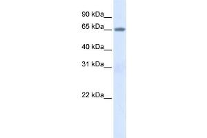 Western Blotting (WB) image for anti-Albumin (ALB) antibody (ABIN2458602) (Albumin antibody)