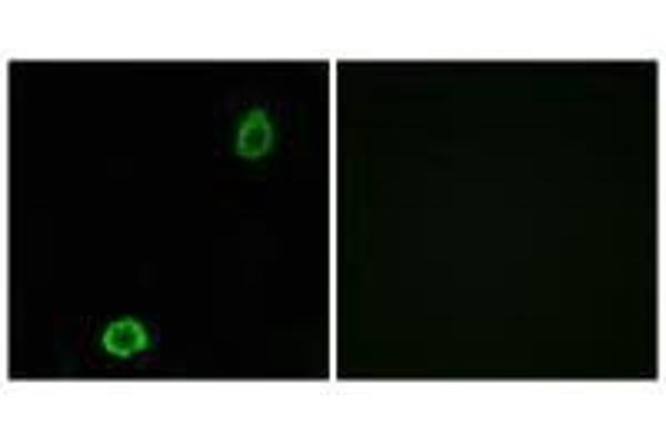 ABCA13 antibody