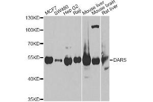 Western blot analysis of extracts of various cell lines, using DARS Antibody (ABIN5973949) at 1/1000 dilution. (DARS antibody)