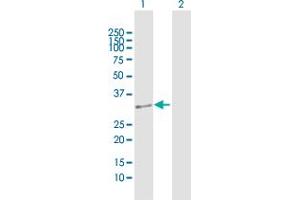 DUS4L antibody  (AA 1-317)