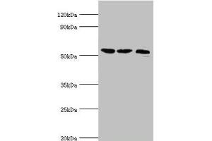 Western blot All lanes: Histone-lysine N-methyltransferase SMYD1 antibody at 2 μg/mL Lane 1: Mouse heart tissue Lane 2: 293T whole cell lysate Lane 3: Mouse skeletal muscle tissue Secondary Goat polyclonal to rabbit IgG at 1/10000 dilution Predicted band size: 57 kDa Observed band size: 57 kDa (SMYD1 antibody  (AA 1-350))