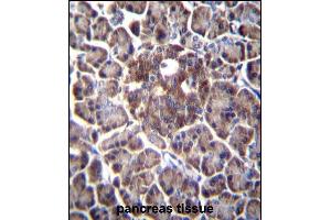 DDIT4 Antibody (C-term) (ABIN652188 and ABIN2840691) immunohistochemistry analysis in formalin fixed and paraffin embedded human pancreas tissue followed by peroxidase conjugation of the secondary antibody and DAB staining. (DDIT4 antibody  (C-Term))