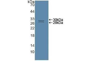 Detection of Recombinant CASP8, Human using Polyclonal Antibody to Caspase 8 (CASP8) (Caspase 8 antibody  (AA 7-201))
