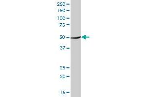 TUFM MaxPab polyclonal antibody. (TUFM antibody  (AA 1-455))