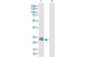 Western Blot analysis of MSRA expression in transfected 293T cell line by MSRA MaxPab polyclonal antibody. (MSRA antibody  (AA 1-235))