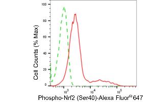 Flow cytometric analysis of phospho-Nrf2 (Ser40) expression in HepG2 cells using phospho-Nrf2 (Ser40) antibody (ABIN7799631), 1:2,000). (Recombinant NRF2 antibody  (pSer40))