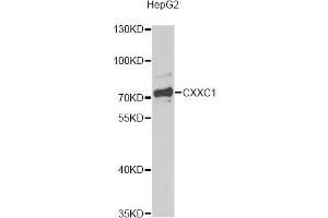 Western blot analysis of extracts of HepG2 cells, using CXXC1 antibody.