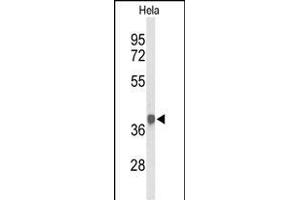 Western blot analysis of PDHA1 Antibody (Center) (ABIN653604 and ABIN2842968) in Hela cell line lysates (35 μg/lane). (PDHA1 antibody  (AA 226-255))