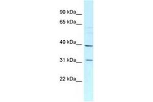 Image no. 1 for anti-Mitochondrial Ribosomal Protein L46 (MRPL46) (C-Term) antibody (ABIN6747859) (MRPL46 antibody  (C-Term))