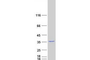 Validation with Western Blot (GNB2L1 Protein (Myc-DYKDDDDK Tag))