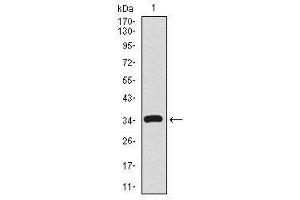 Image no. 2 for anti-CD59 (CD59) antibody (ABIN1491388) (CD59 antibody)