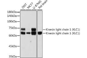 Western blot analysis of extracts of various cell lines, using Kinesin light chain 1 (Kinesin light chain 1 (KLC1)) antibody (ABIN7268139) at 1:1000 dilution. (KLC1 antibody)