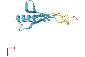 AlphaFold protein structure predicition of Human Recombinant UBE2DNL Protein, UniprotID Q8IWF7 (UBE2DNL Protein (AA 1-75) (Fc Tag))