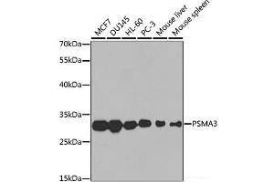 Western blot analysis of extracts of various cell lines using PSMA3 Polyclonal Antibody at dilution of 1:1000. (PSMA3 antibody)