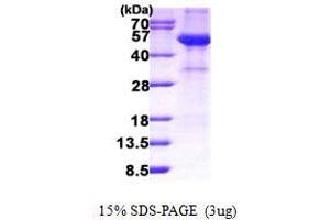 SDS-PAGE (SDS) image for alpha-2-HS-Glycoprotein (AHSG) (AA 19-367) protein (His tag) (ABIN7280246) (Fetuin A Protein (AA 19-367) (His tag))