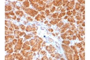 Formalin-fixed, paraffin-embedded human Pancreas stained with Clathrin, LC Monoclonal Antibody (SPM174).
