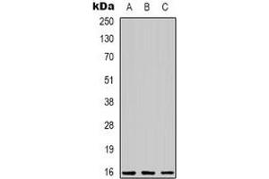 Western blot analysis of C/EBP gamma expression in Jurkat (A), Hela (B), RAW264. (CEBPG antibody)