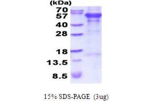 SDS-PAGE (SDS) image for Procollagen C-Endopeptidase Enhancer (PCOLCE) (AA 26-449) protein (His tag) (ABIN5854117) (PCOLCE Protein (AA 26-449) (His tag))