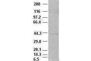 EpCAM antibody (2G1) at 1:500 dilution + MCF7 cell lysate (EpCAM antibody  (AA 24-265))