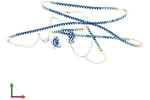 AlphaFold protein structure predicition of Mouse Recombinant Clip2 Protein, UniprotID Q9Z0H8 (CLIP2 Protein (AA 1-1047) (His tag))