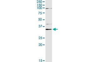 PEX19 MaxPab rabbit polyclonal antibody. (PEX19 antibody  (AA 1-299))