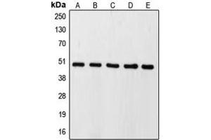 Western blot analysis of Caspase 9 expression in HeLa (A), HEK293T (B), SP2/0 (C), mouse kidney (D), rat lung (E) whole cell lysates.