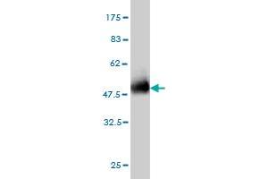Western Blotting (WB) image for anti-Claudin 1 (CLDN1) (AA 1-211) antibody (ABIN563931)