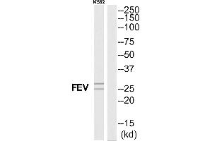 Western blot analysis of extracts from K562 cells, using FEV antibody. (FEV antibody  (N-Term))