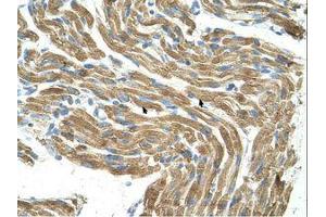 Image no. 1 for anti-Histidine Ammonia-Lyase (HAL) (C-Term) antibody (ABIN320973) (HAL antibody  (C-Term))