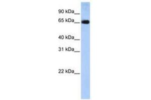 Image no. 1 for anti-Solute Carrier Family 22 (Organic Anion Transporter), Member 13 (SLC22A13) (AA 36-85) antibody (ABIN6740844) (SLC22A13 antibody  (AA 36-85))