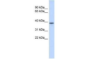 WDR21B antibody used at 1 ug/ml to detect target protein. (DCAF4L1 antibody  (Middle Region))