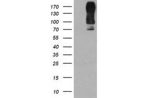 Western Blotting (WB) image for anti-Dipeptidyl-Peptidase 9 (DPP9) antibody (ABIN1497902) (DPP9 antibody)