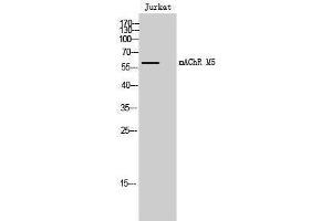 Western Blotting (WB) image for anti-M-AChR M5 (Internal Region) antibody (ABIN3180718) (M-AChR M5 (Internal Region) antibody)