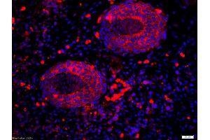 Formalin-fixed and paraffin-embedded mouse embryo labeled with Anti-RALDH2 Polyclonal Antibody, Unconjugatedused at 1:200 dilution for 40 minutes at 37°C. (ALDH1A2 antibody  (AA 441-518))