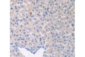 Used in DAB staining on fromalin fixed paraffin- embedded liver tissue (CNTNAP1 antibody  (AA 673-918))